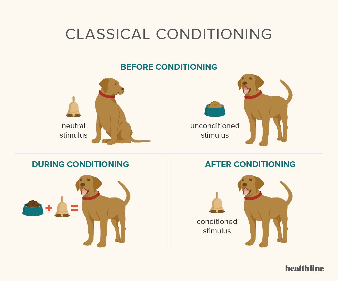 pavlov-s-theory-how-to-make-a-girl-love-you-ponirevo