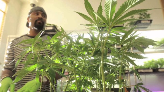 Punishment for Growing Marijuana Ponirevo