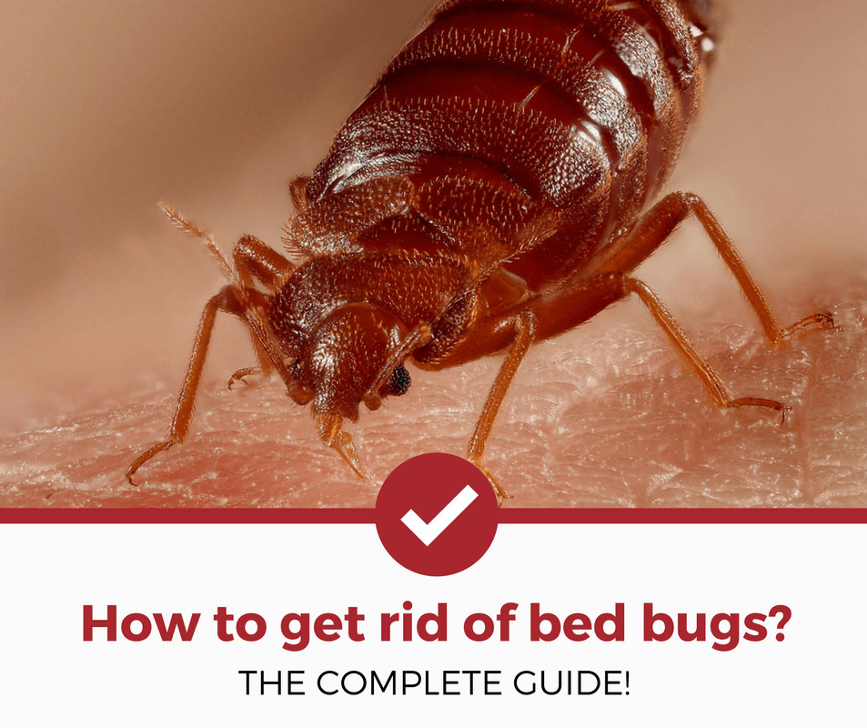 what does bed bugs look like