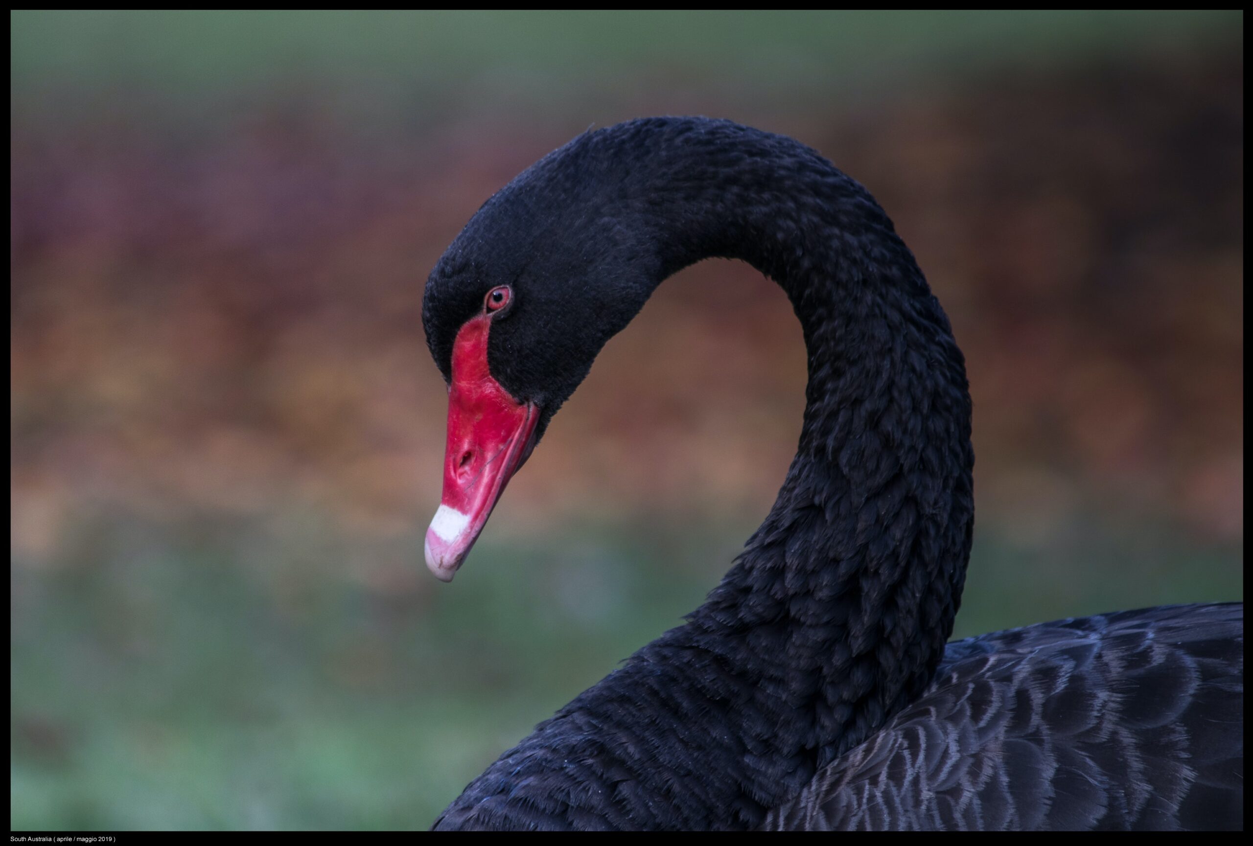 what-to-do-when-your-business-is-unprepared-for-a-black-swan-event-like-the-coronavirus
